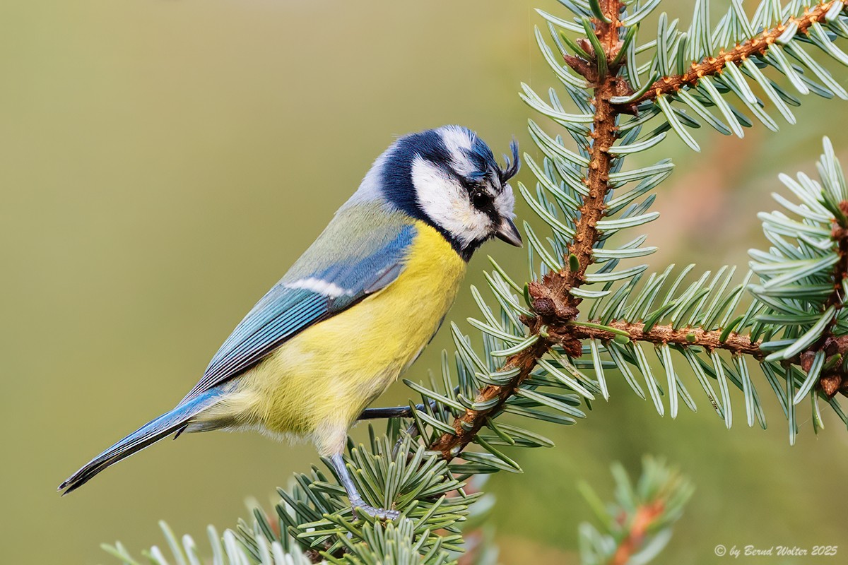 Blaumeise 2