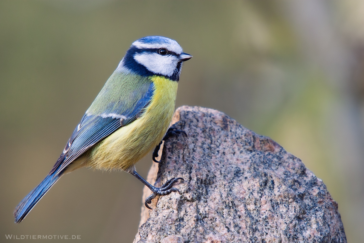 Blaumeise 3