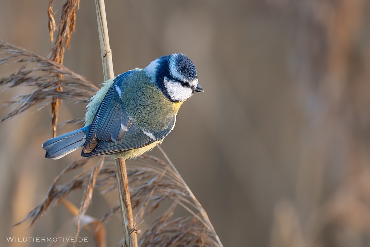 Blaumeise 4