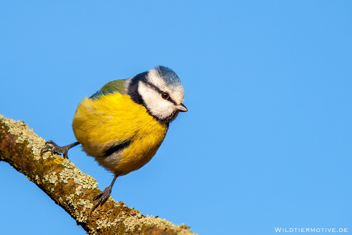 Blaumeise 7
