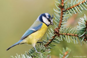 Blaumeise 2