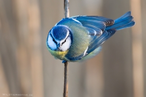 Blaumeise 5