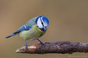 Blaumeise 6
