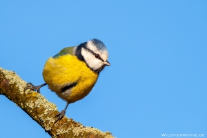 Blaumeise 7