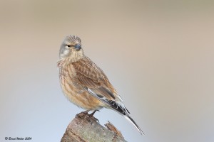 Bluthänfling 1