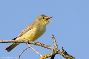 Gelbspötter 1
