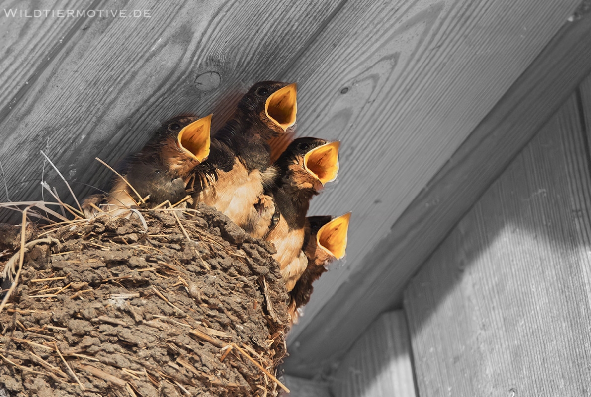 Rauchschwalbe 6