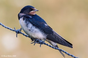 Rauchschwalbe 3