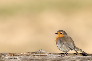Rotkehlchen 5
