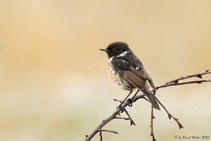Schwarzkehlchen 7