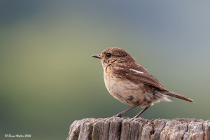 Schwarzkehlchen 1