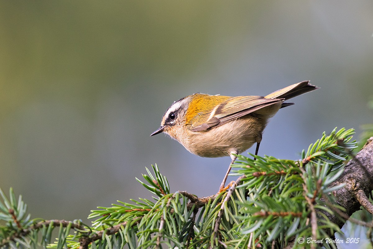 Sommergoldhähnchen 5