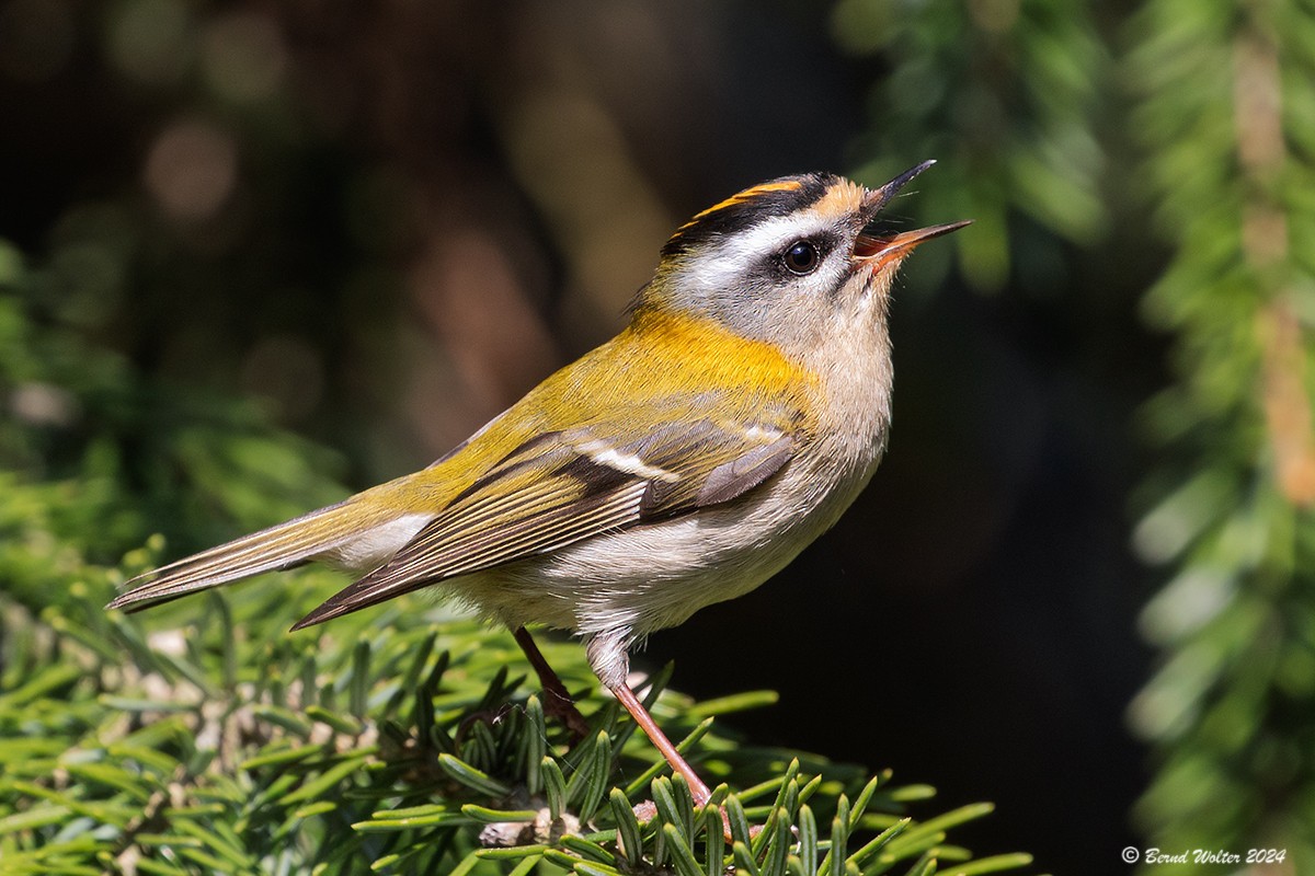 Sommergoldhähnchen 2