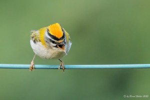Sommergoldhähnchen 6