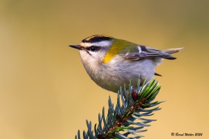 Sommergoldhähnchen 1