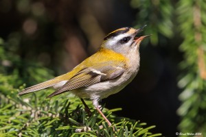 Sommergoldhähnchen 2