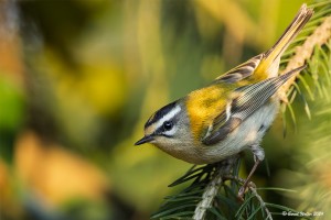 Sommergoldhähnchen 3
