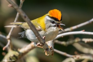 Sommergoldhähnchen 4