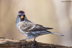 Singvögel