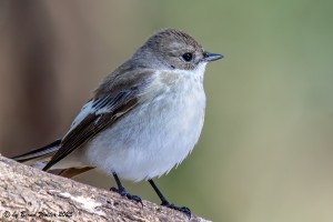 Trauerschnäpper 2