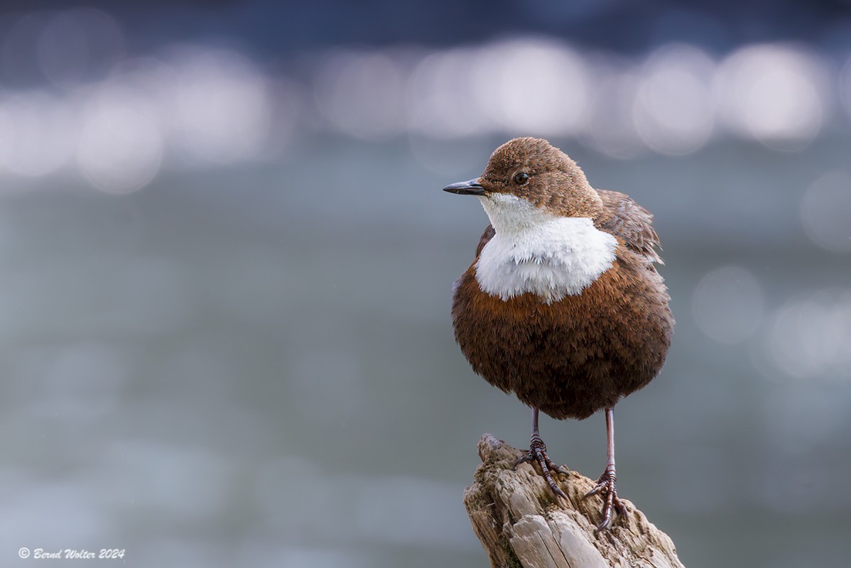 Wasseramsel 1