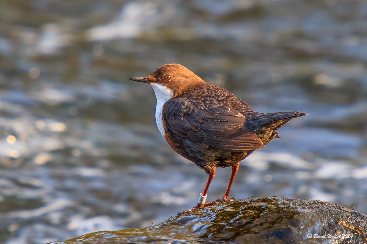 Wasseramsel 2