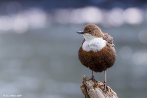 Wasseramsel 1