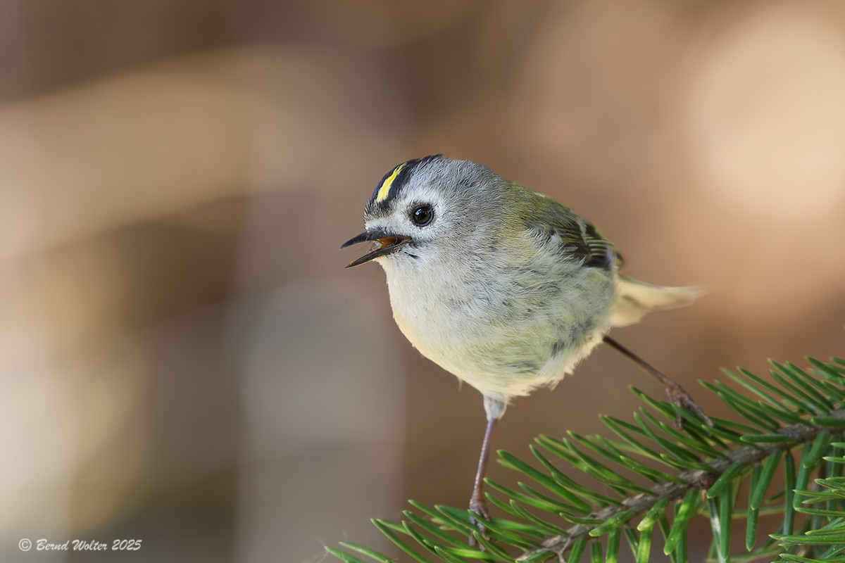 Wintergoldhähnchen 5