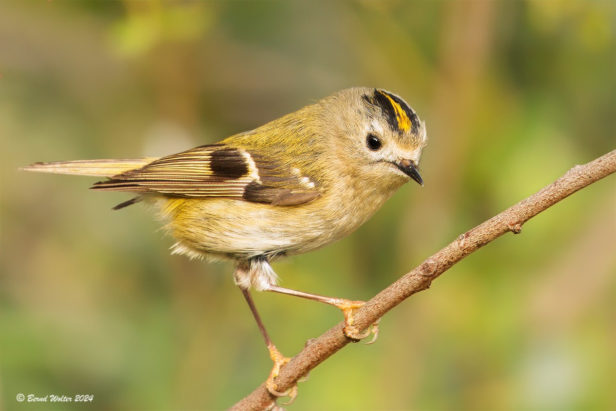 Wintergoldhähchen  2