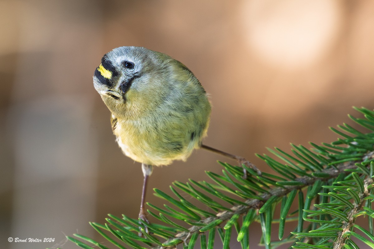Wintergoldhähnchen 3