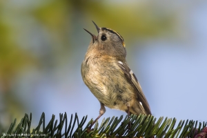 Wintergoldhähnchen 6