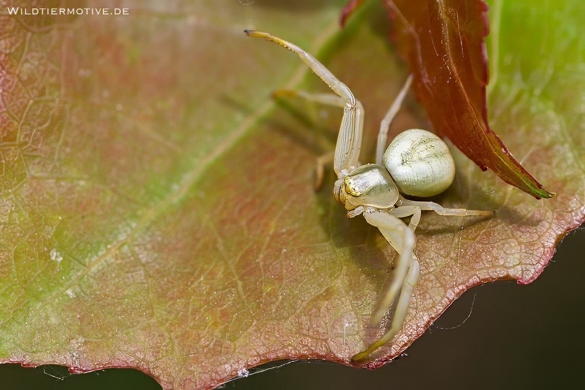 Veränderliche Krabbenspinne 1
