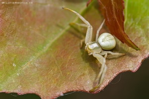 Veränderliche Krabbenspinne