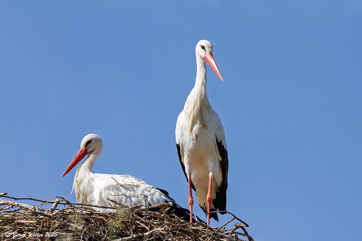Weißstorch 3