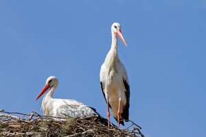 Weißstorch 3