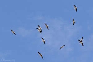 Weißstorch 4