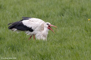 Weißstorch 6