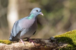 Hohltaube