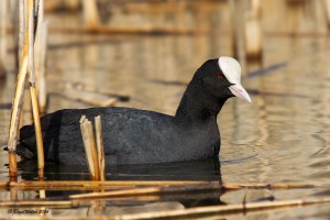 Bläßhuhn