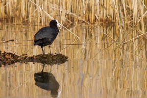 Bläßhuhn 4