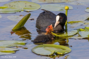 Bläßhuhn 6