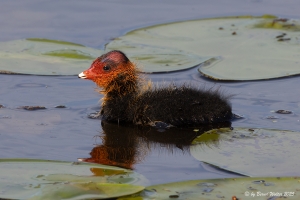 Bläßhuhn 7