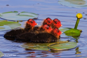 Bläßhuhn 8