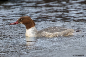 Gänsesäger