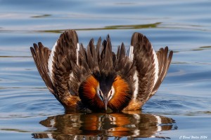 Wasservögel