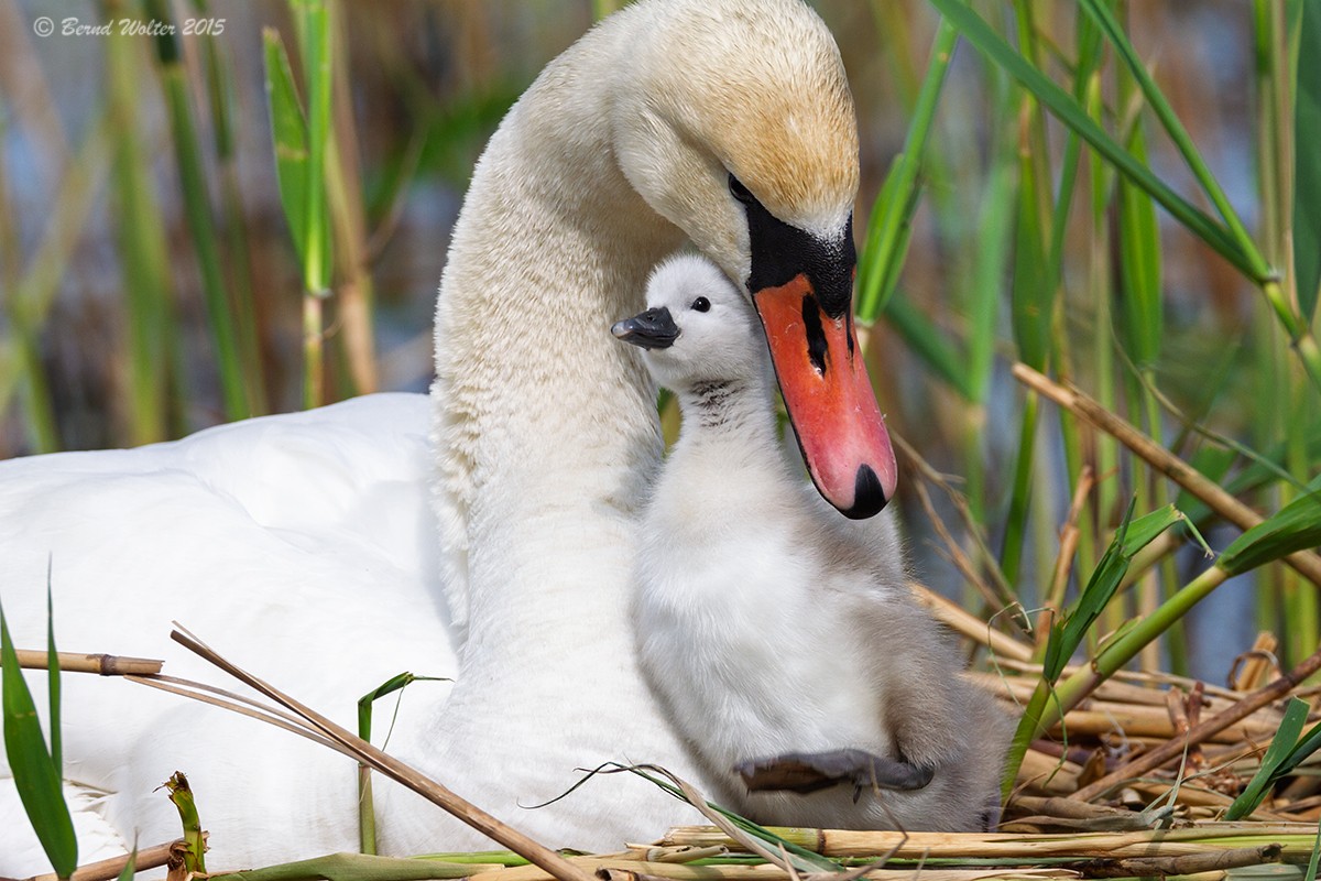 Höckerschwan 4