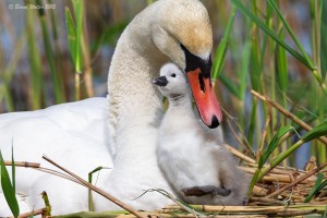 Höckerschwan 4