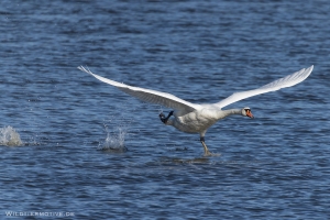 Höckerschwan 5