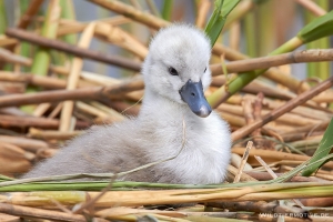 Höckerschwan 6