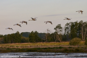 Höckerschwan 7